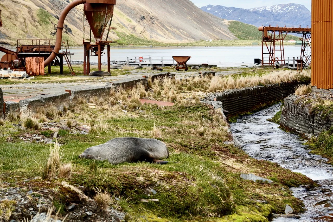 Grytviken South Georgia - 15.jpeg