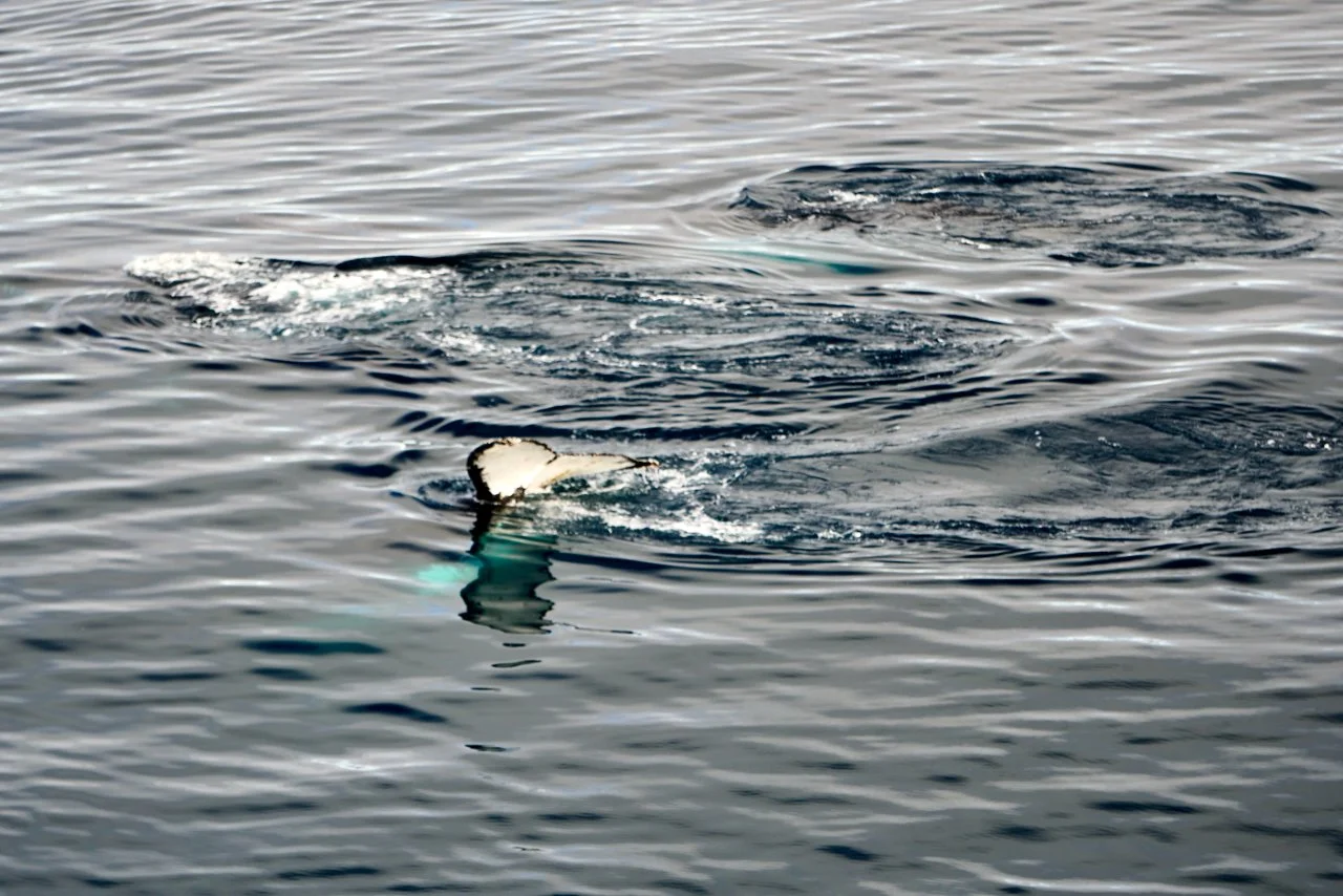 Elephant Island Sea Ice Humpback + Fin Whales - 150.jpeg