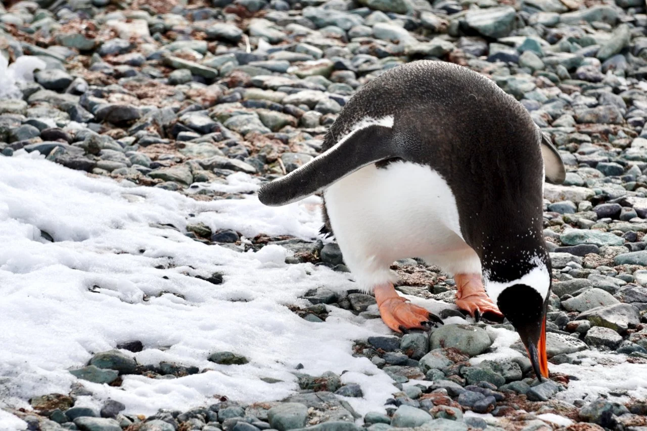 DHainaut Island Mikkelson Harbour - 24.jpeg