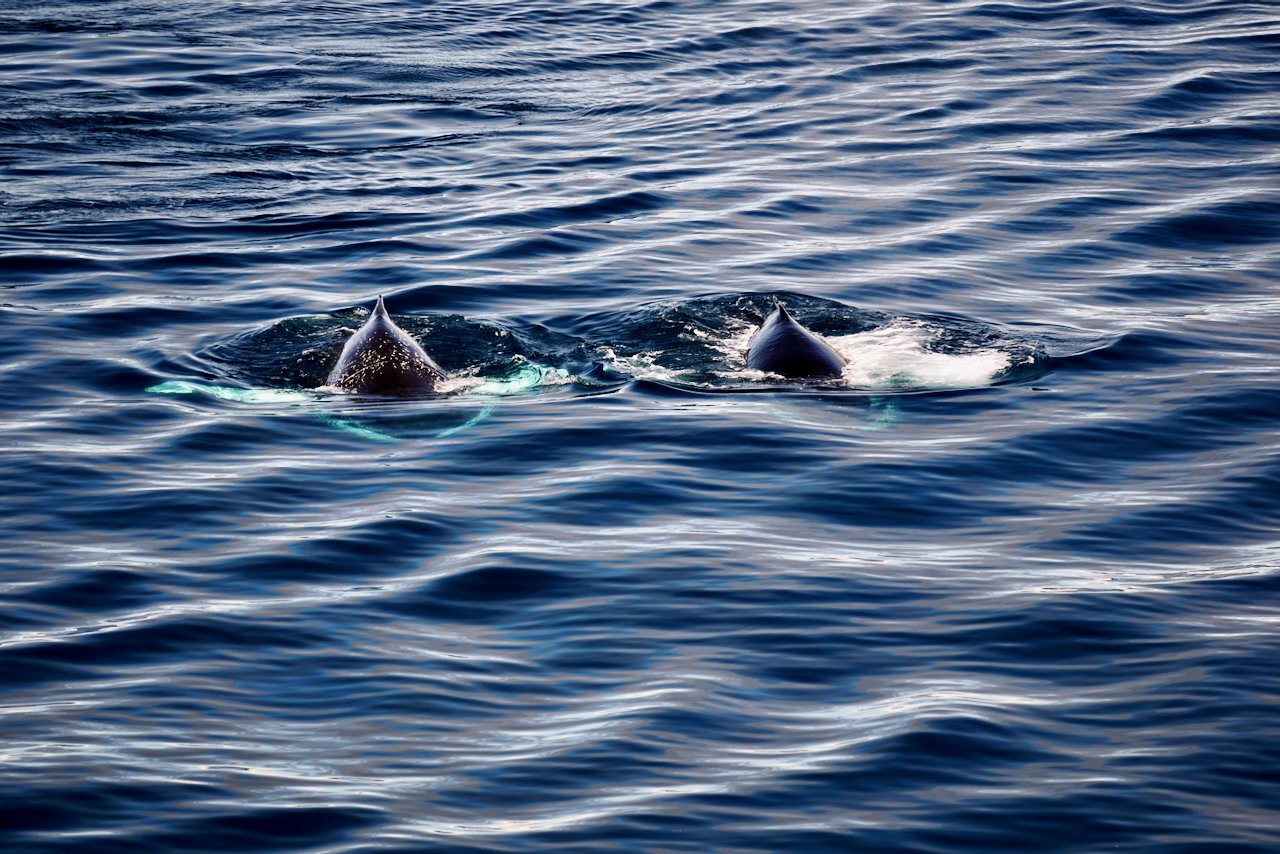 Elephant Island Sea Ice Humpback + Fin Whales - 80.jpeg