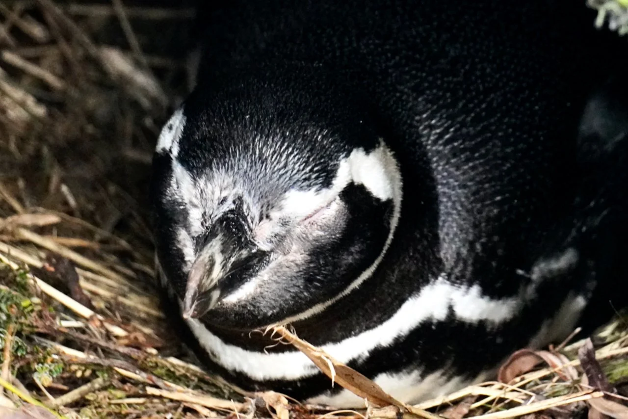 Falklands - 190.jpeg