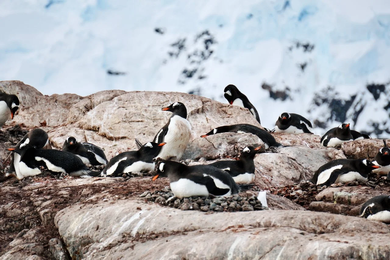 DHainaut Island Mikkelson Harbour - 45.jpeg