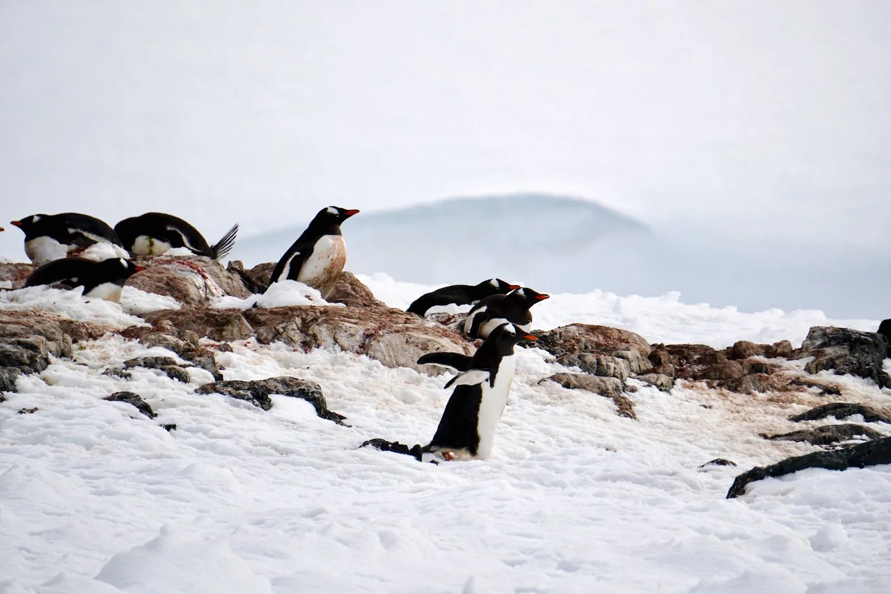 DHainaut Island Mikkelson Harbour - 26.jpeg