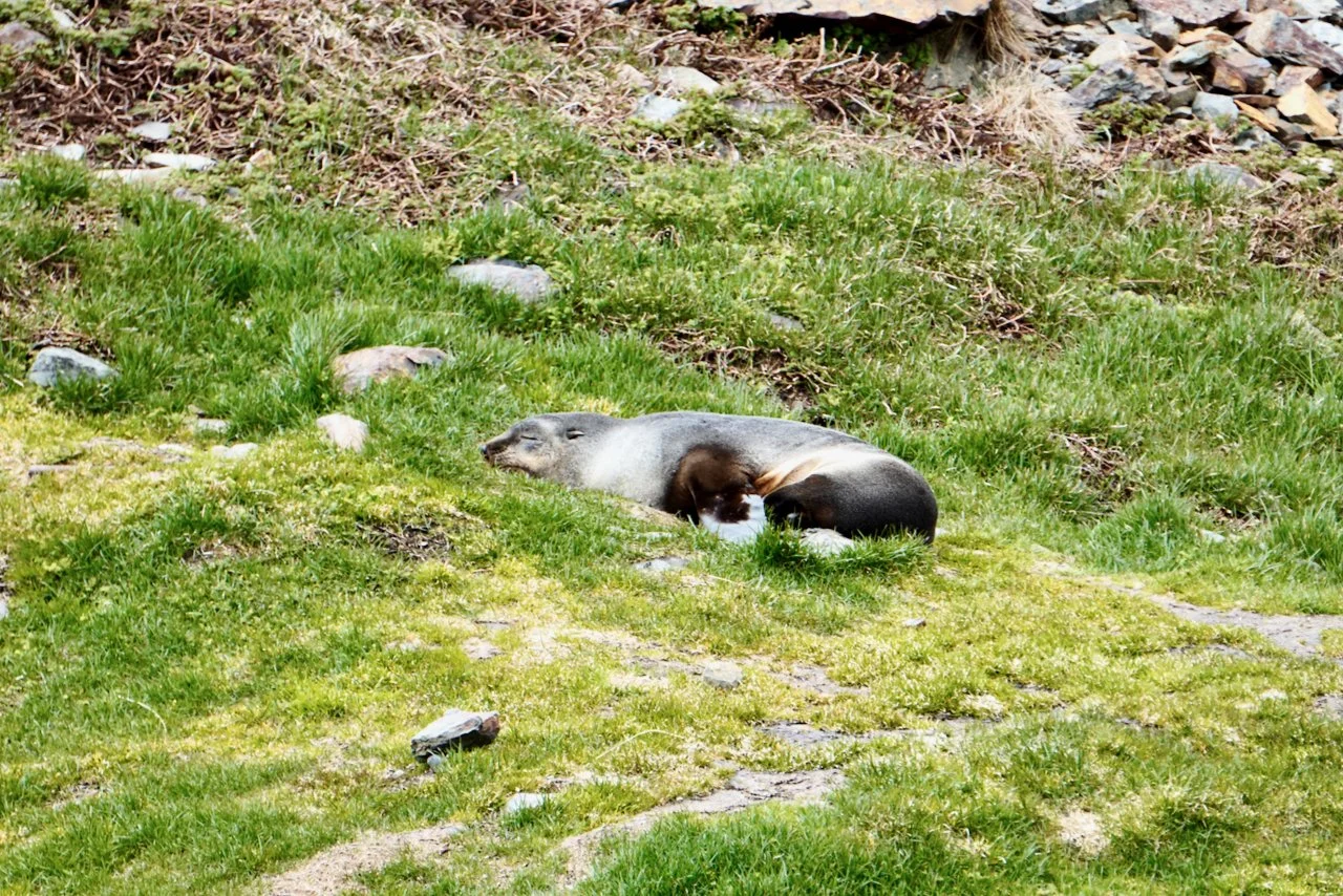 Grytviken South Georgia - 6.jpeg