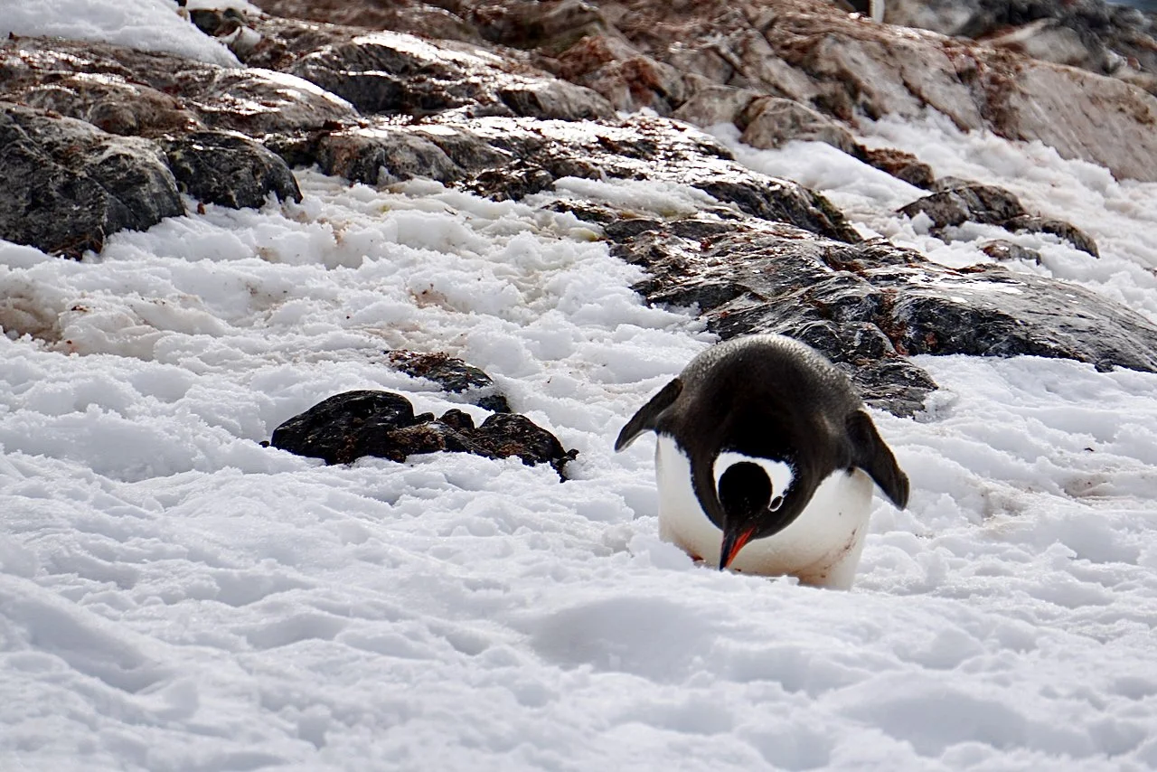 DHainaut Island Mikkelson Harbour - 32.jpeg