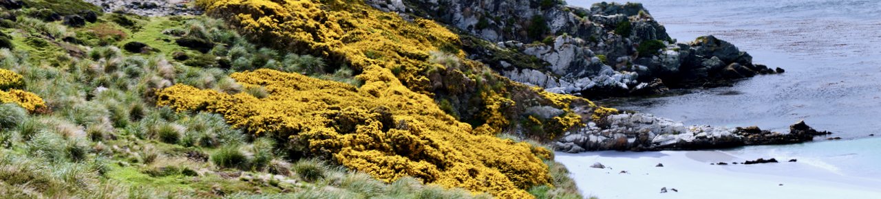 Falklands - 197.jpeg