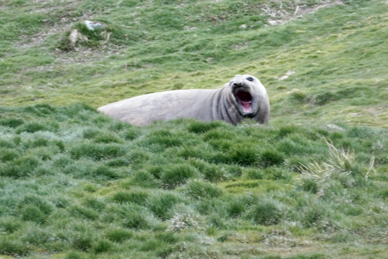 Grytviken South Georgia - 33.jpeg