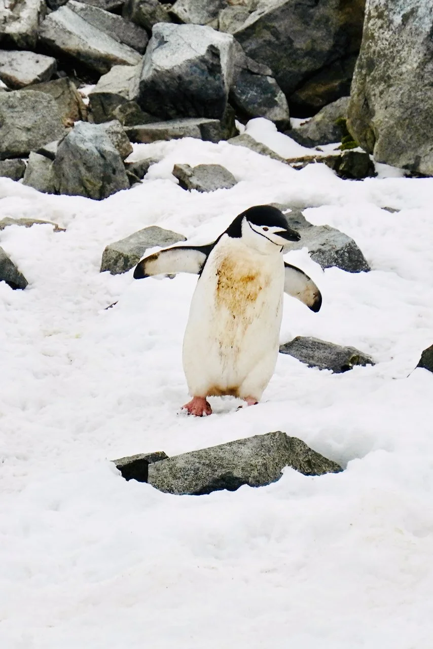 Half Moon Bay Antarctica - 40.jpeg