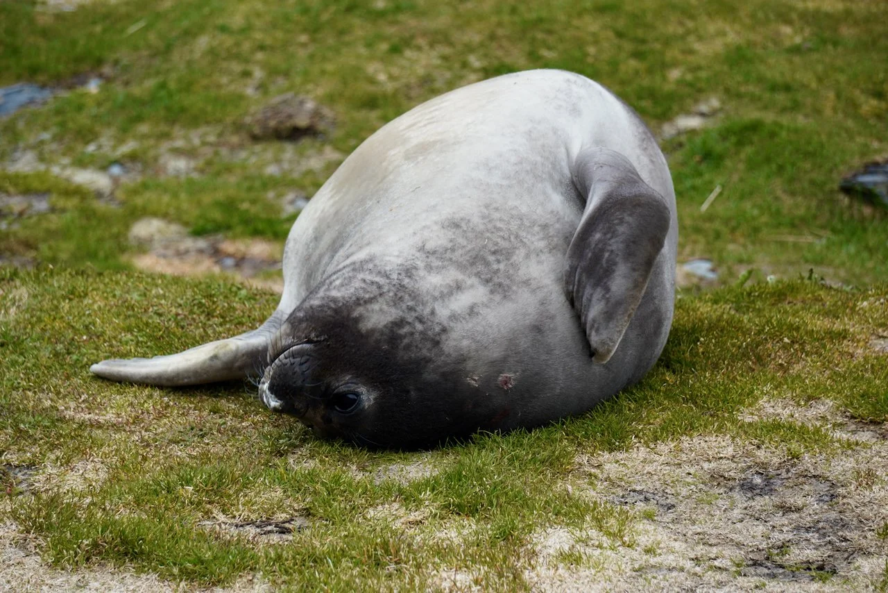 Grytviken South Georgia - 66.jpeg