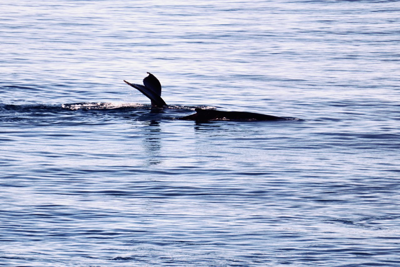 Elephant Island Sea Ice Humpback + Fin Whales - 131.jpeg