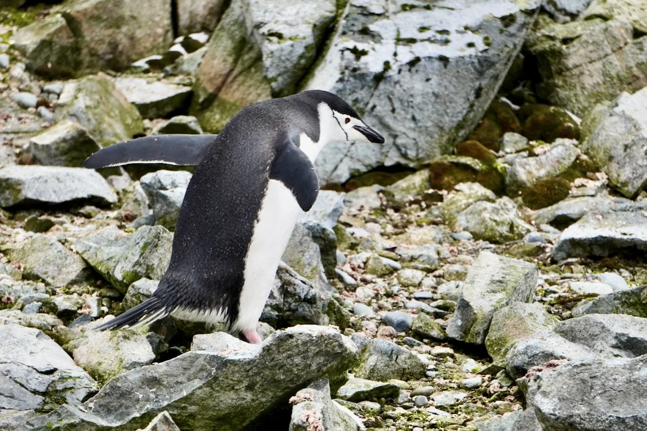 Half Moon Bay Antarctica - 76.jpeg