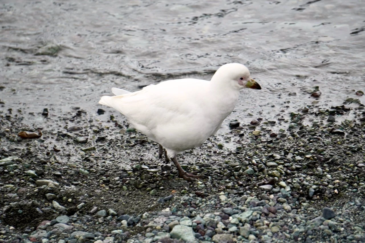 DHainaut Island Mikkelson Harbour - 102.jpeg