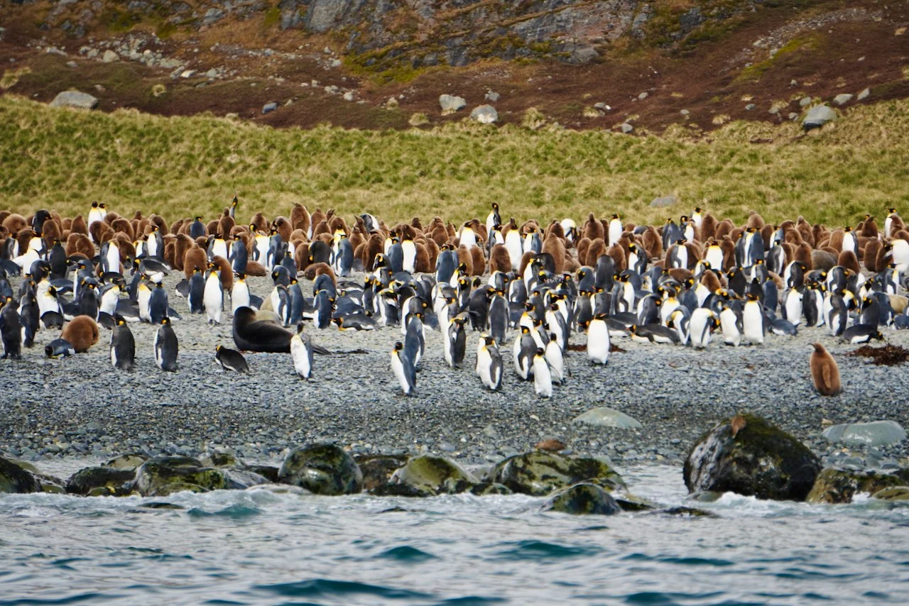 Royal Bay South Georgia - 14.jpeg