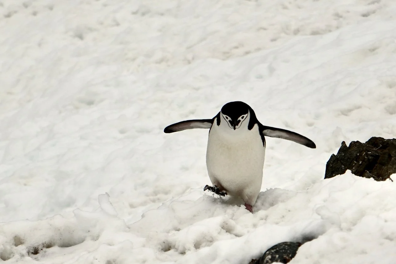 Half Moon Bay Antarctica - 58.jpeg