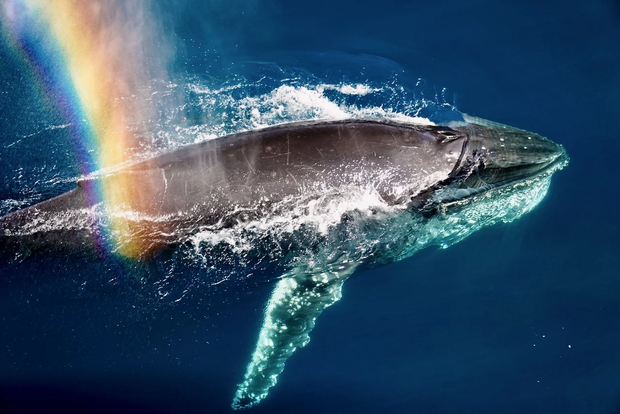 I will forever remember this moment of the trip! The whale was so close, I couldn't zoom out enough to get its entire body in the frame. And this rainbow? I thought it was my camera or UV lens filter malfunctioning. And then someone next to me confir