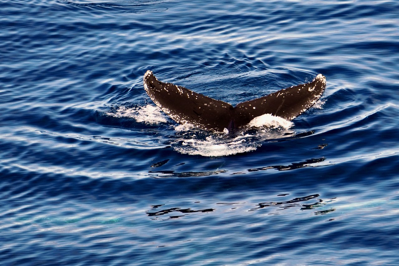 Elephant Island Sea Ice Humpback + Fin Whales - 84.jpeg