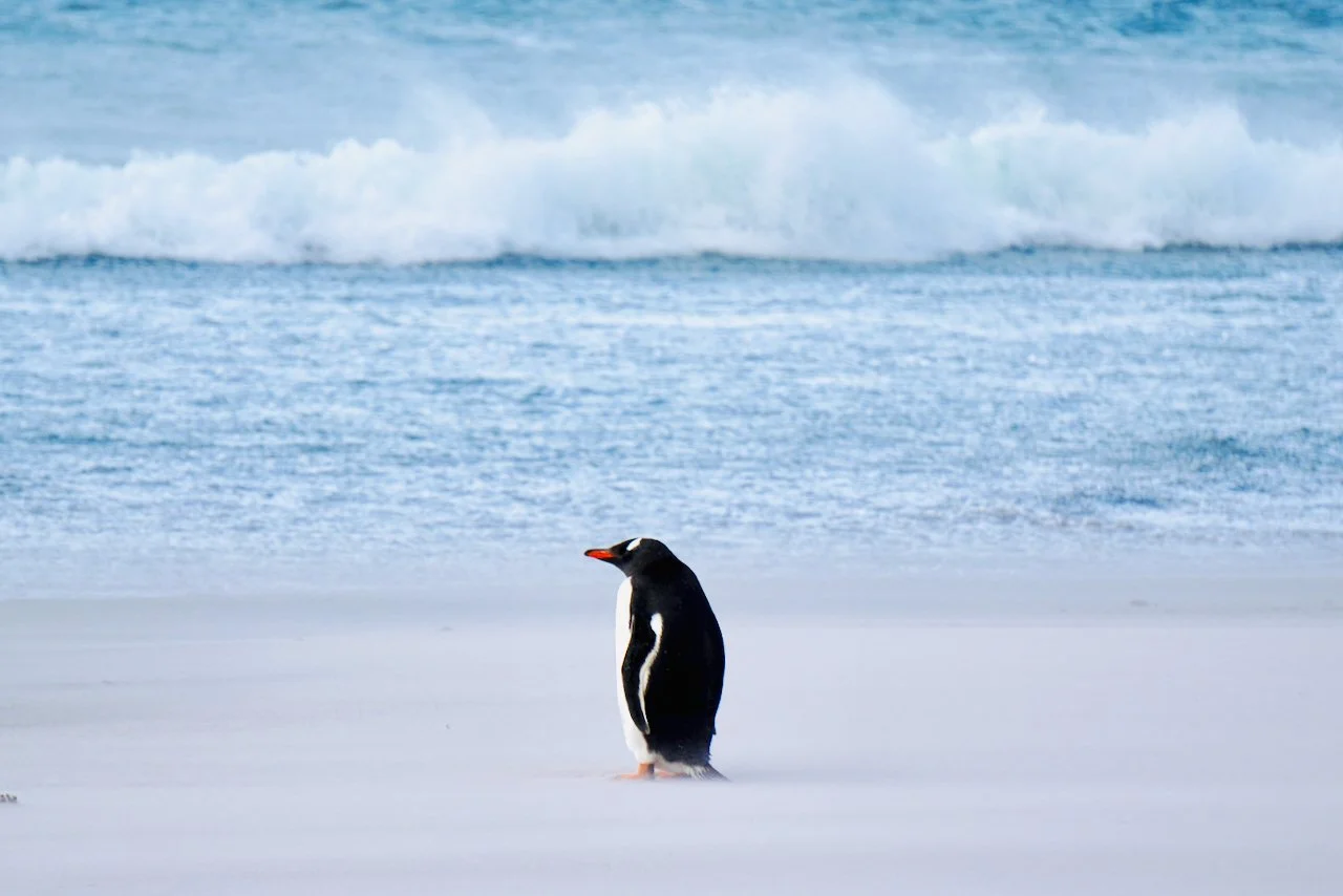 Falklands - 152.jpeg