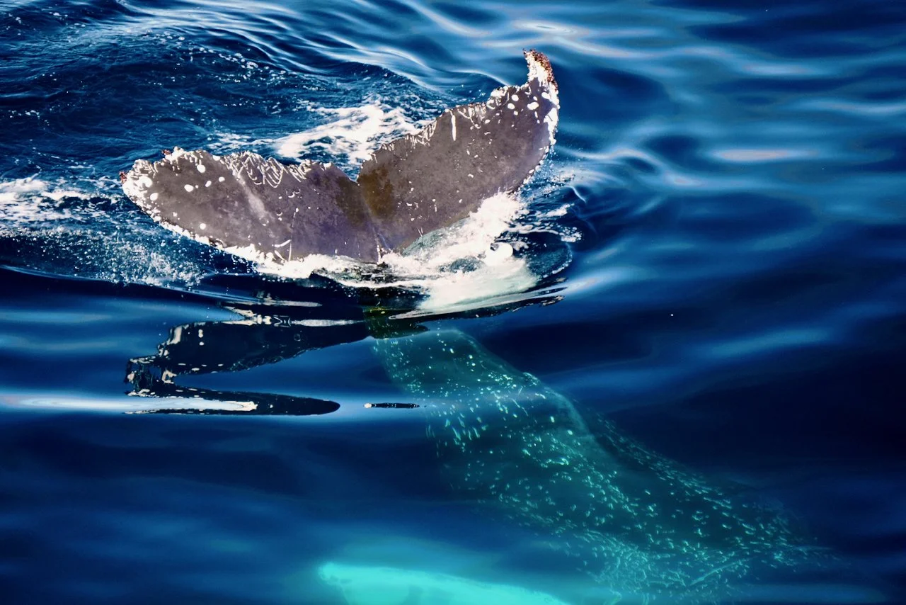 Elephant Island Sea Ice Humpback + Fin Whales - 89.jpeg