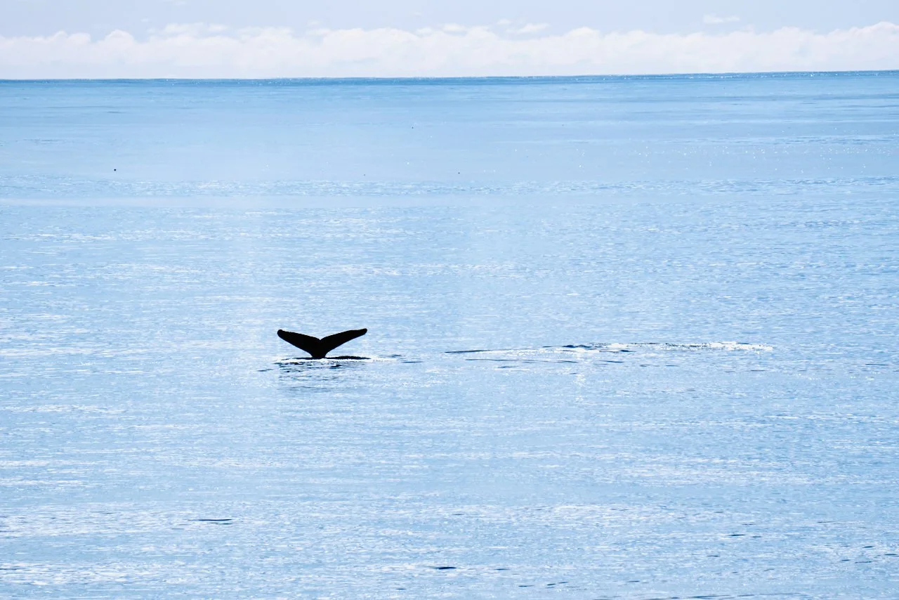 Elephant Island Sea Ice Humpback + Fin Whales - 132.jpeg