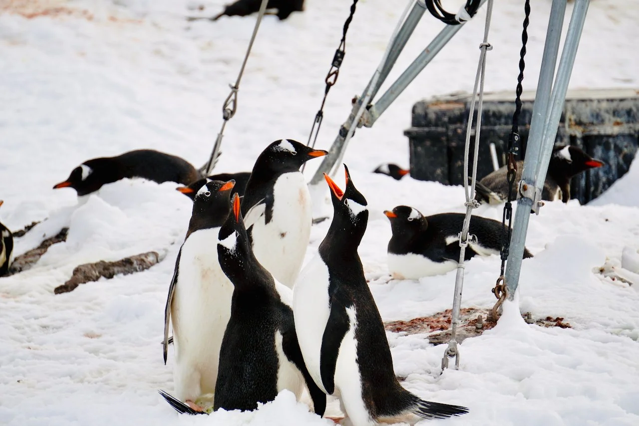 DHainaut Island Mikkelson Harbour - 38.jpeg