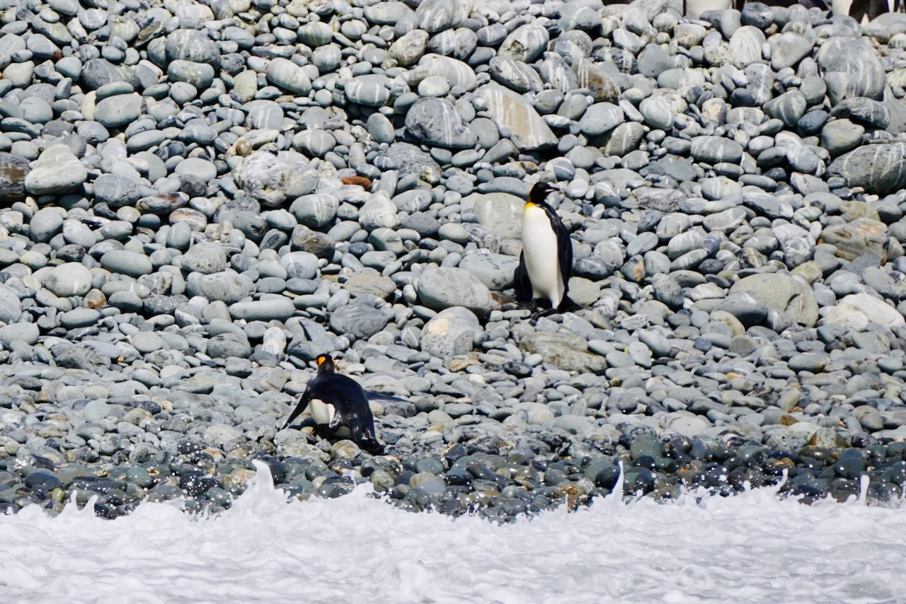 Royal Bay South Georgia - 45.jpeg