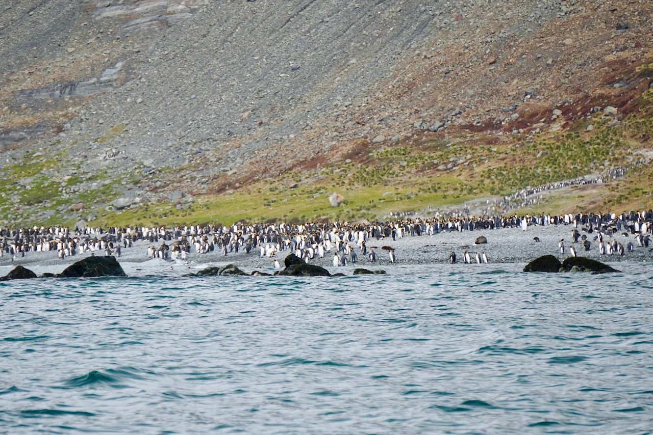 Royal Bay South Georgia - 4.jpeg