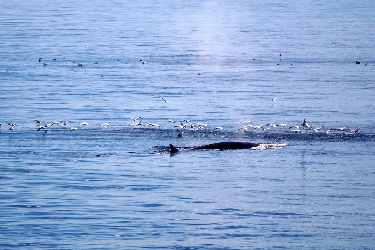 Elephant Island Sea Ice Humpback + Fin Whales - 50.jpeg