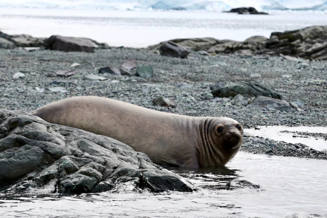 DHainaut Island Mikkelson Harbour - 14.jpeg