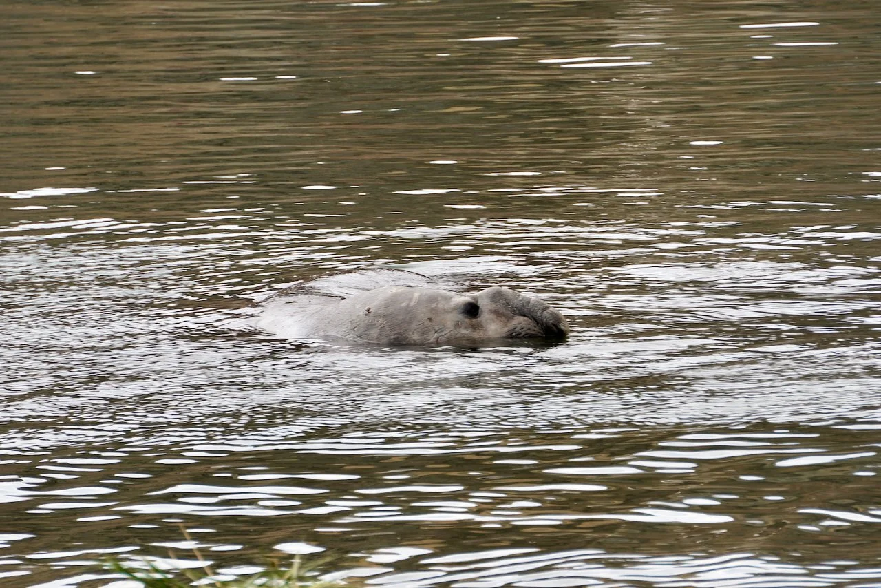 Grytviken South Georgia - 60.jpeg