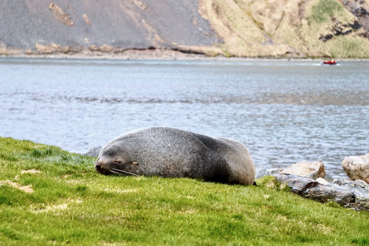 Grytviken South Georgia - 47.jpeg