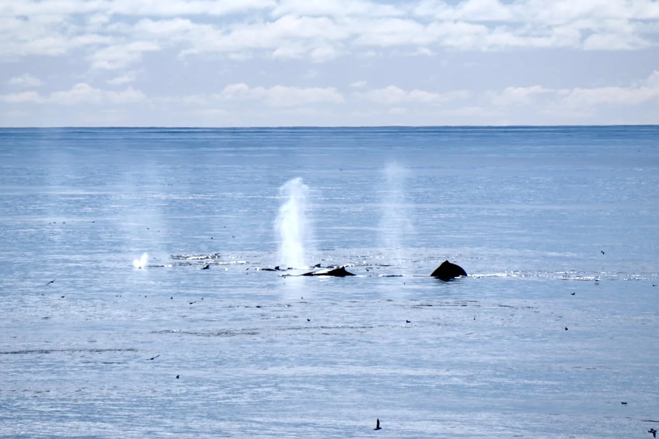 Elephant Island Sea Ice Humpback + Fin Whales - 112.jpeg