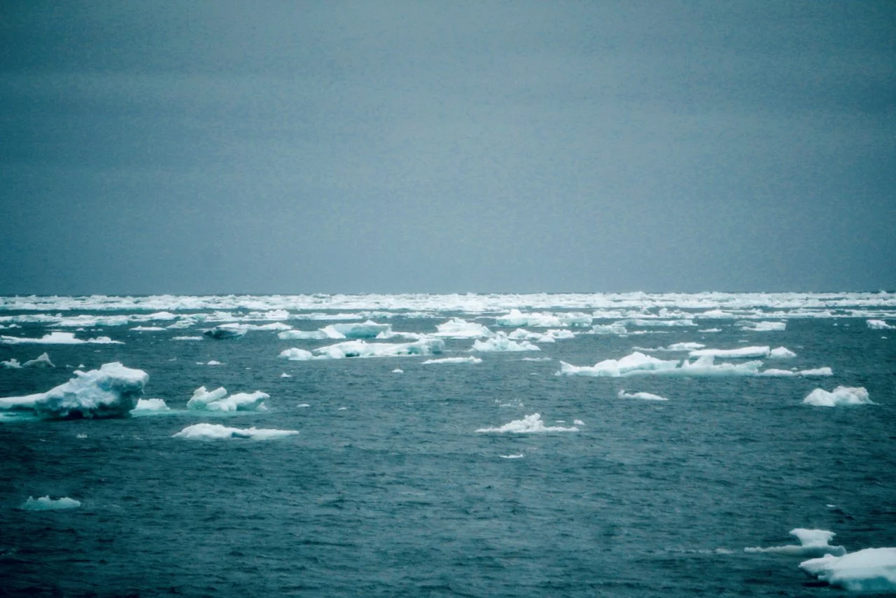 Elephant Island Sea Ice Humpback + Fin Whales - 1.jpeg