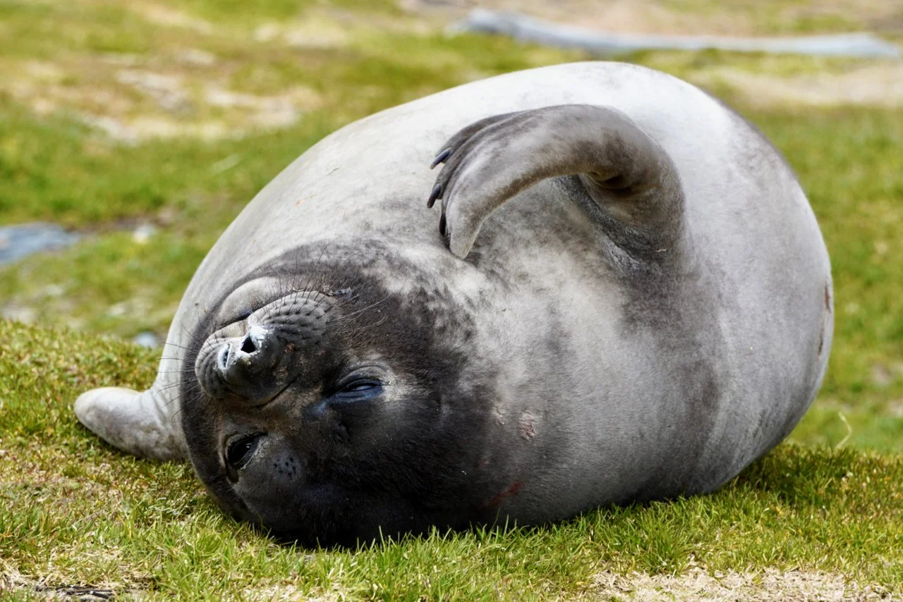 Grytviken South Georgia - 63.jpeg