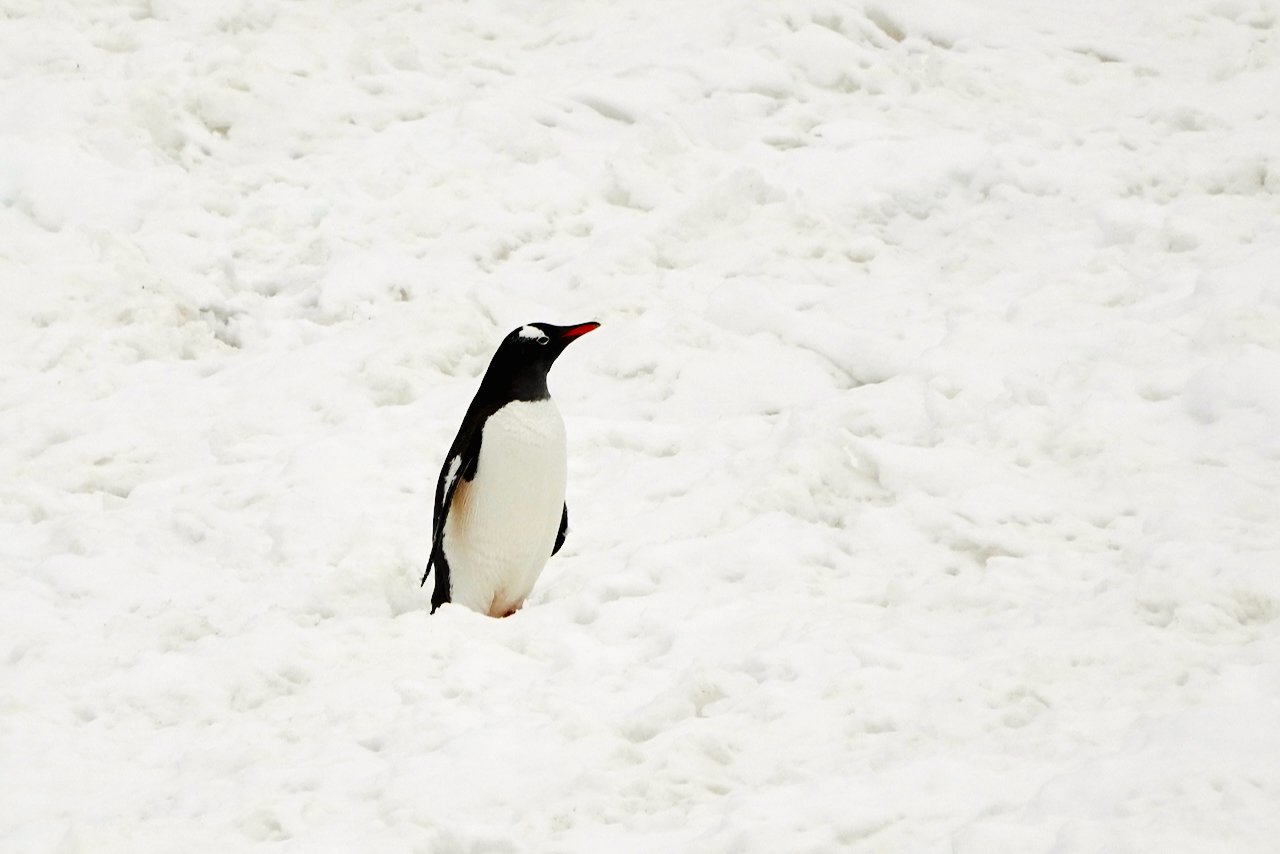 Half Moon Bay Antarctica - 96.jpeg