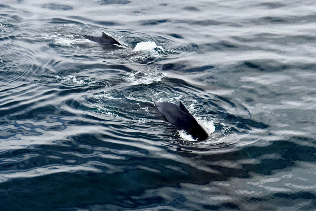 Elephant Island Sea Ice Humpback + Fin Whales - 146.jpeg