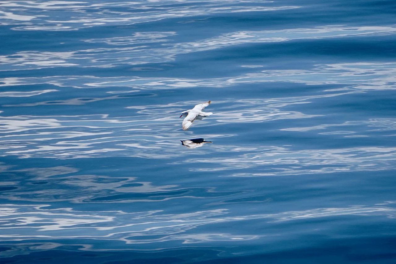 Elephant Island Sea Ice Humpback + Fin Whales - 59.jpeg