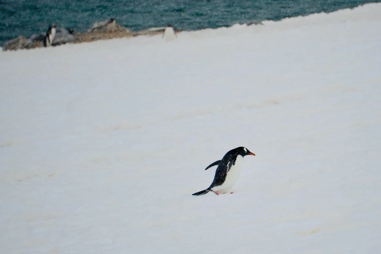 Brown Station Paradise Harbour - 72.jpeg