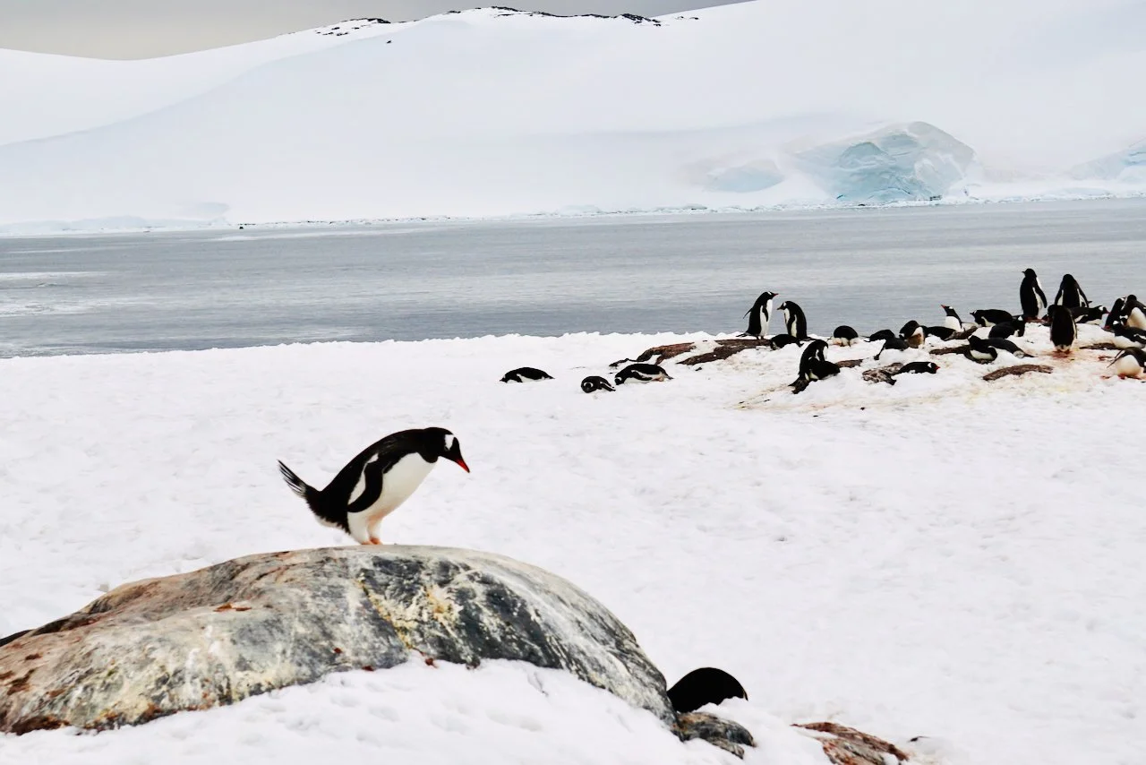 DHainaut Island Mikkelson Harbour - 60.jpeg