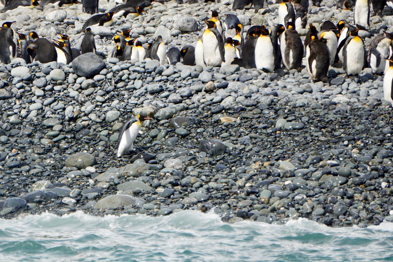 Royal Bay South Georgia - 42.jpeg