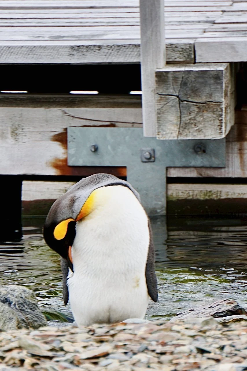 Grytviken South Georgia - 89.jpeg