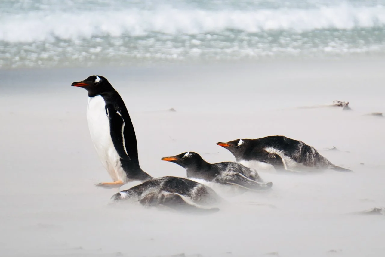 Falklands - 179.jpeg