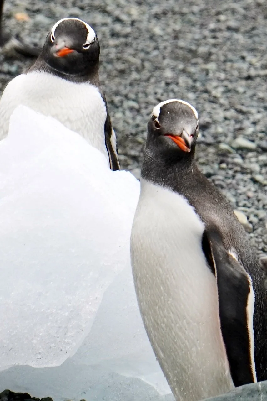 DHainaut Island Mikkelson Harbour - 106.jpeg