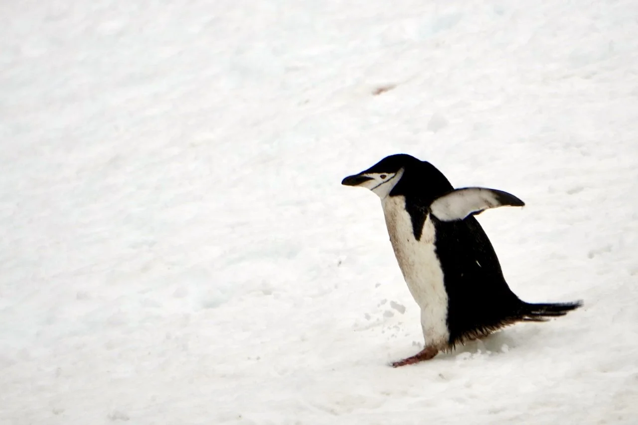 Half Moon Bay Antarctica - 54.jpeg
