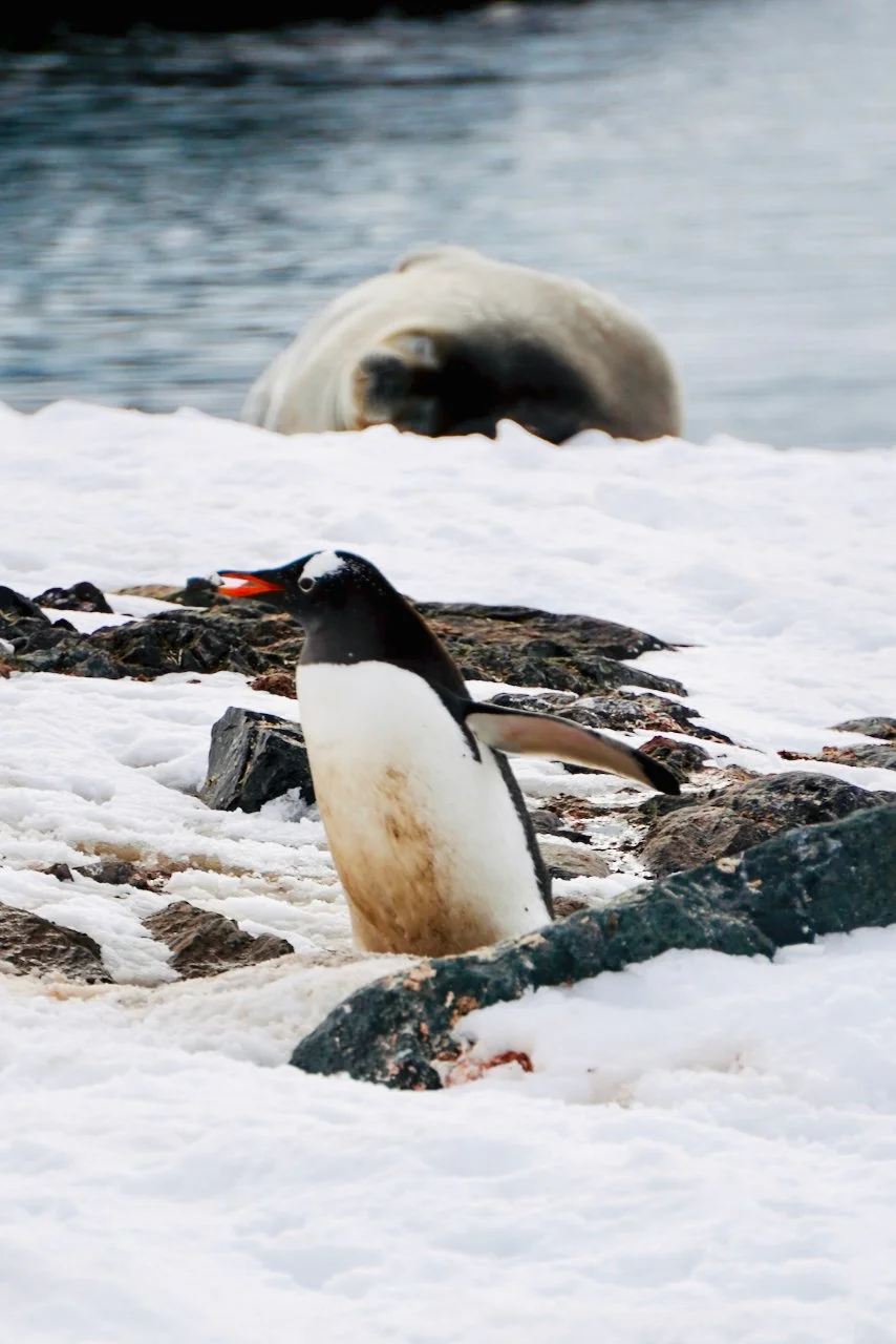 DHainaut Island Mikkelson Harbour - 29.jpeg