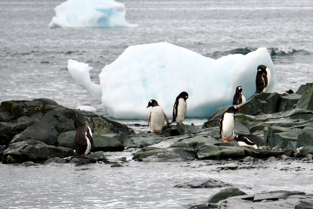 DHainaut Island Mikkelson Harbour - 78.jpeg