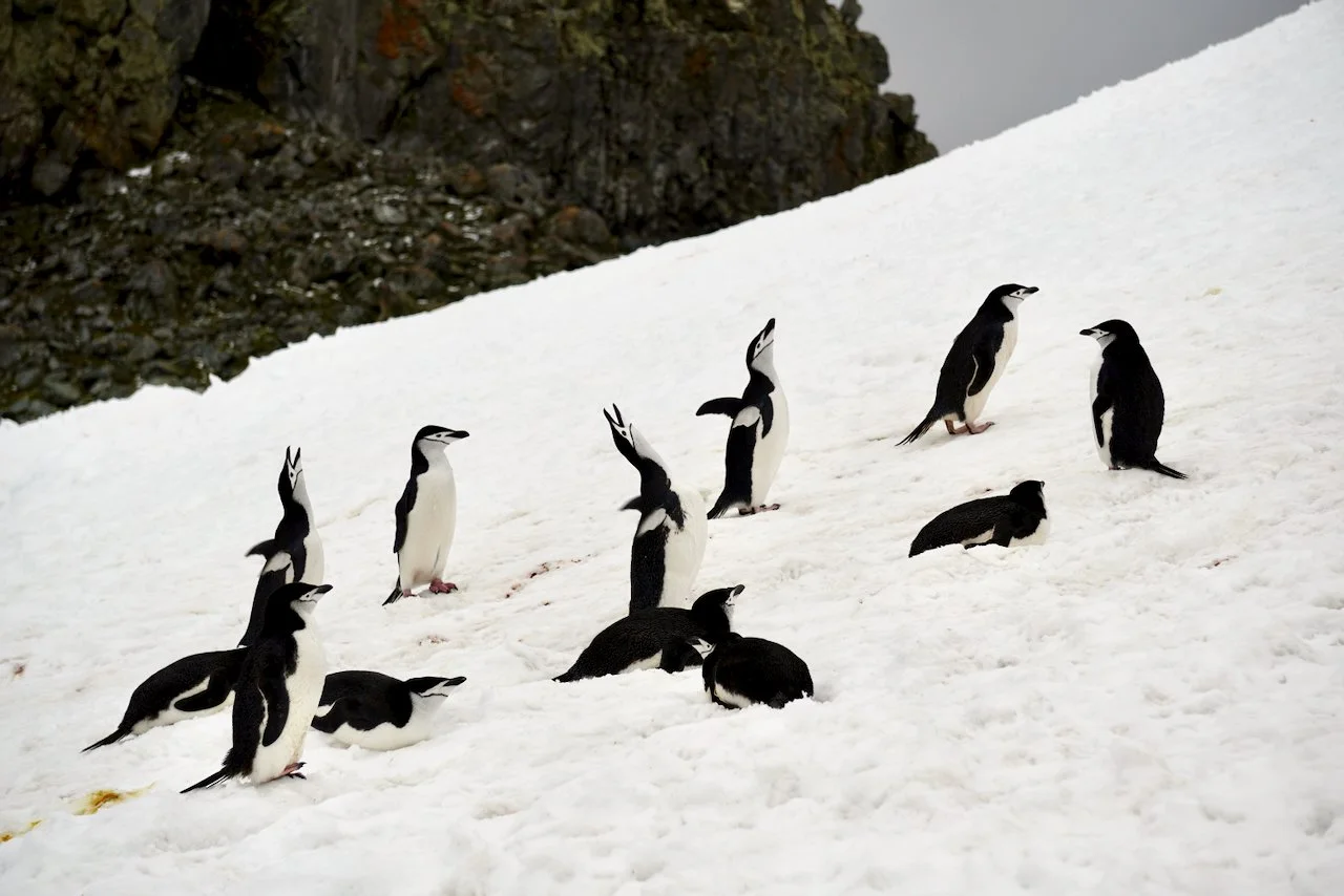 Half Moon Bay Antarctica - 26.jpeg