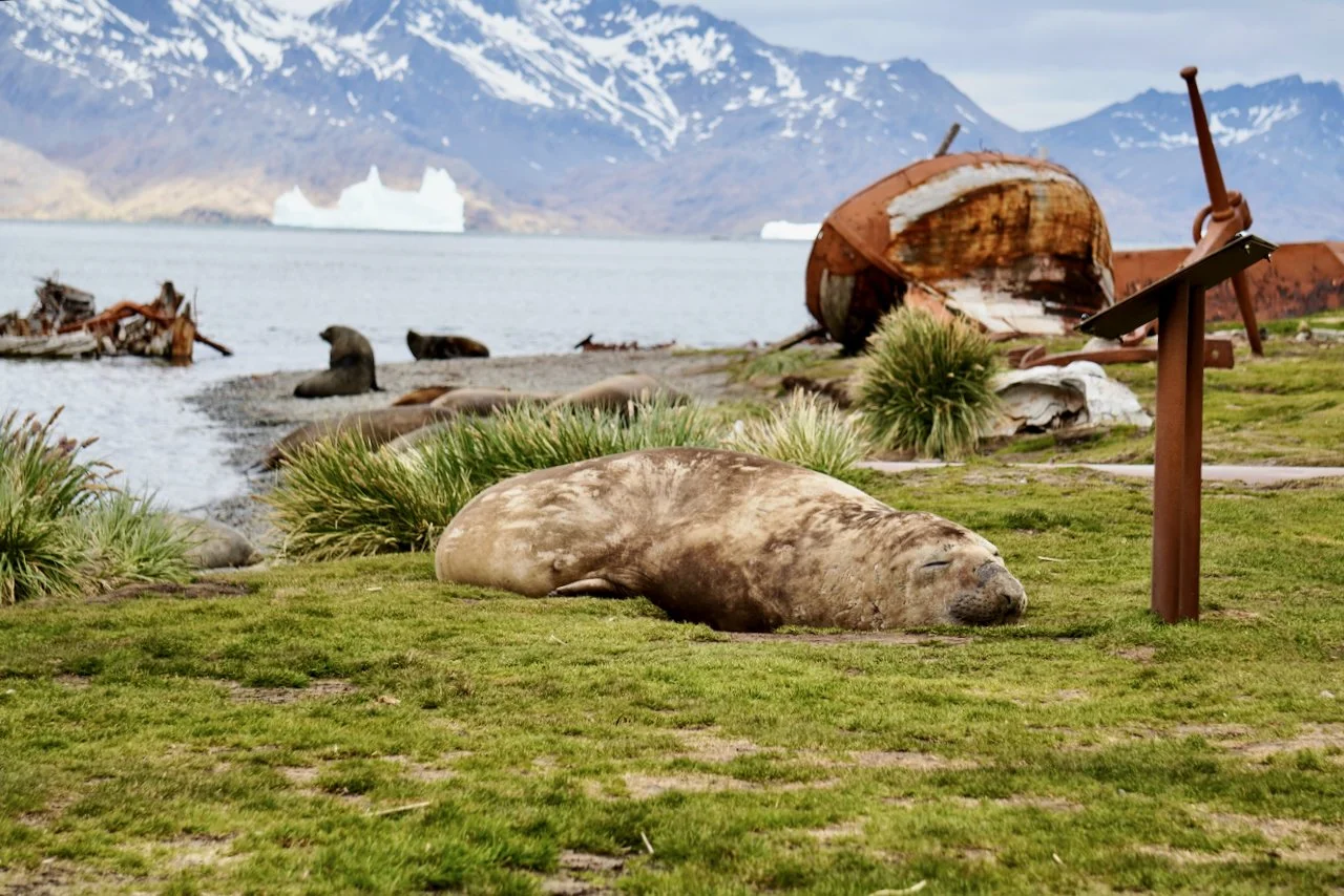 Grytviken South Georgia - 38.jpeg