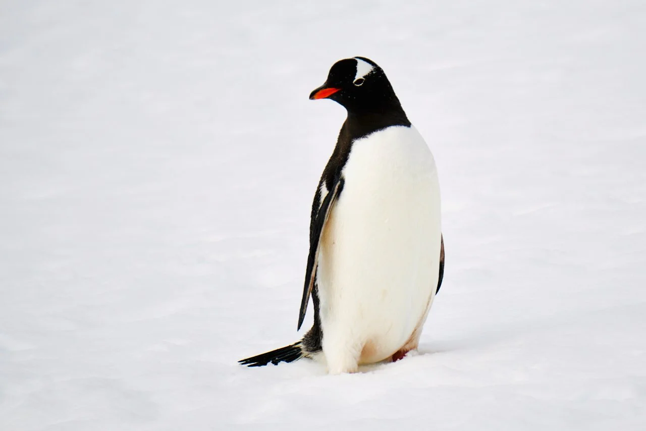 DHainaut Island Mikkelson Harbour - 44.jpeg