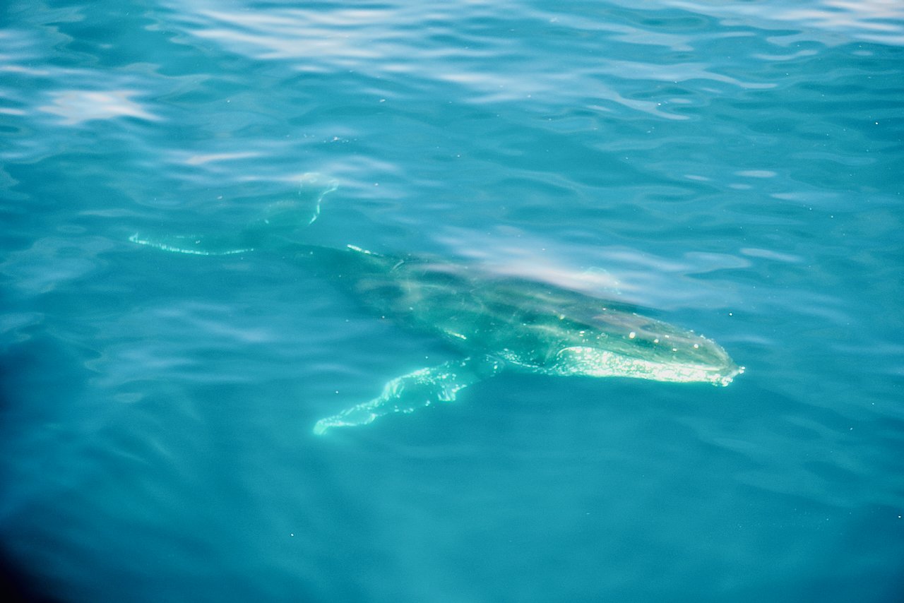 Elephant Island Sea Ice Humpback + Fin Whales - 90.jpeg