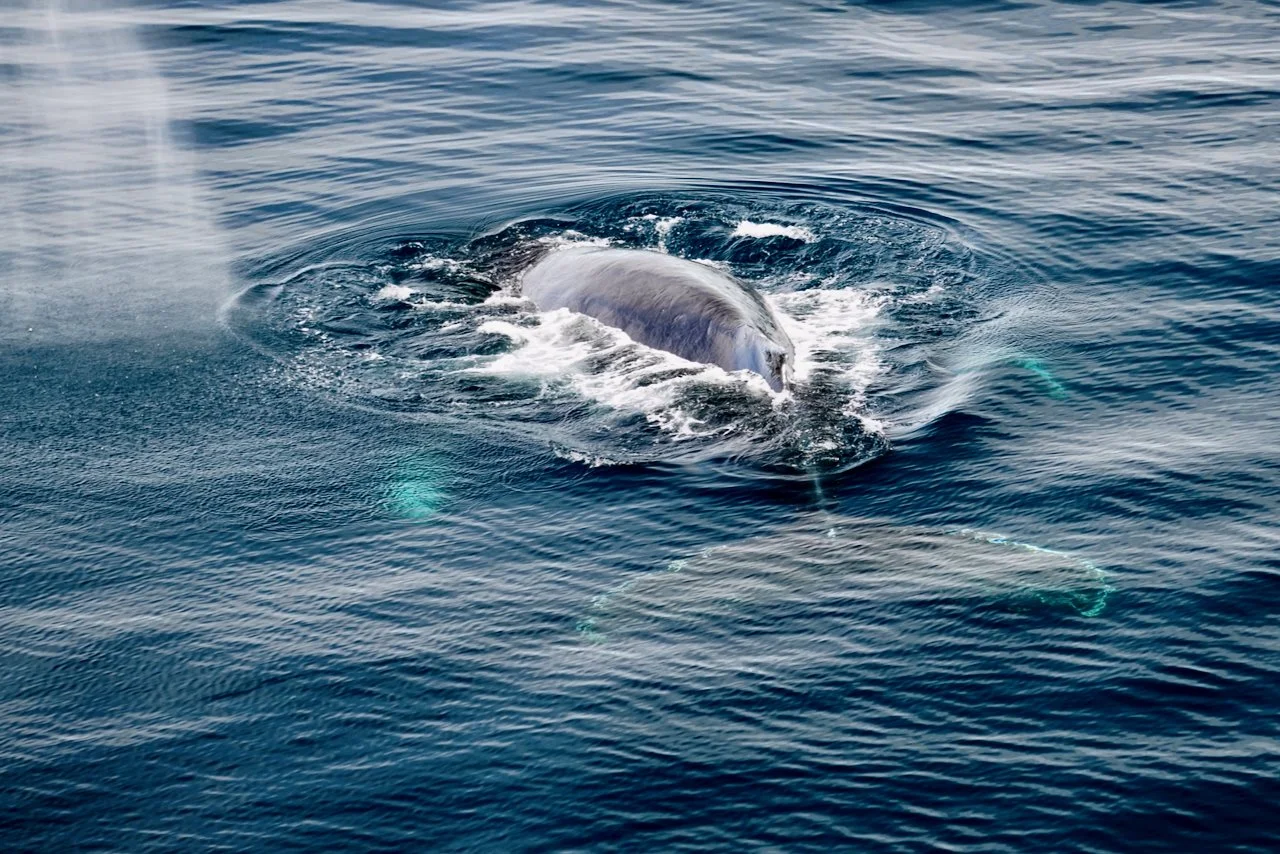 Elephant Island Sea Ice Humpback + Fin Whales - 152.jpeg